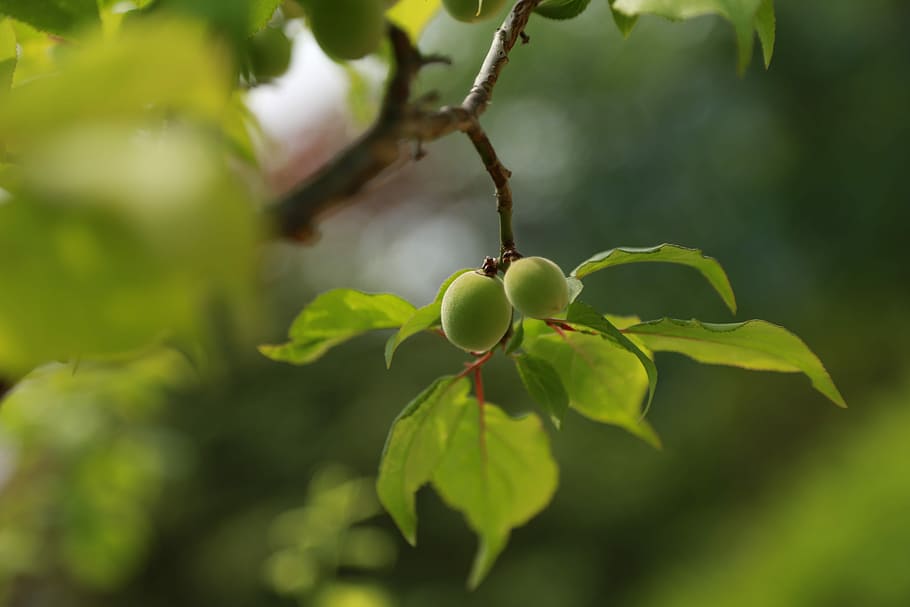 nature, leaf, plum, fruit, plants, abstract, spring, cooking HD wallpaper
