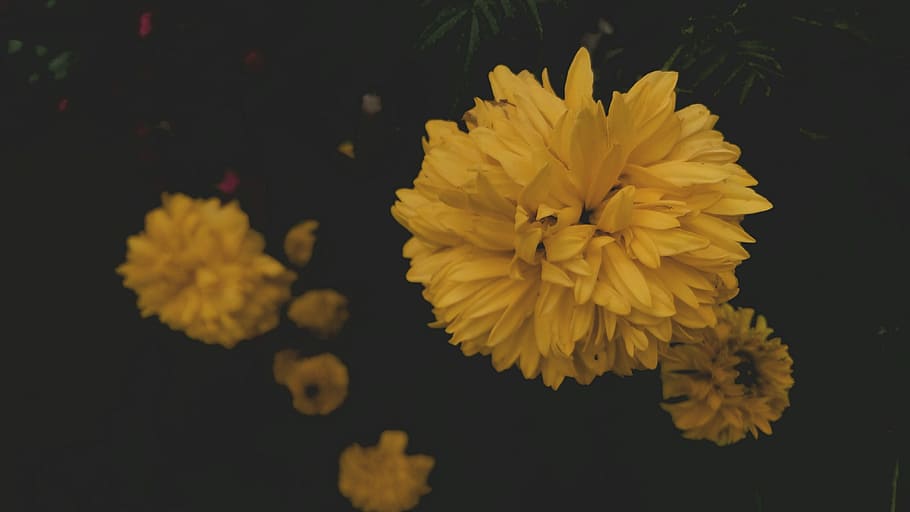 yellow petal flower, flowering plant, freshness, vulnerability HD wallpaper