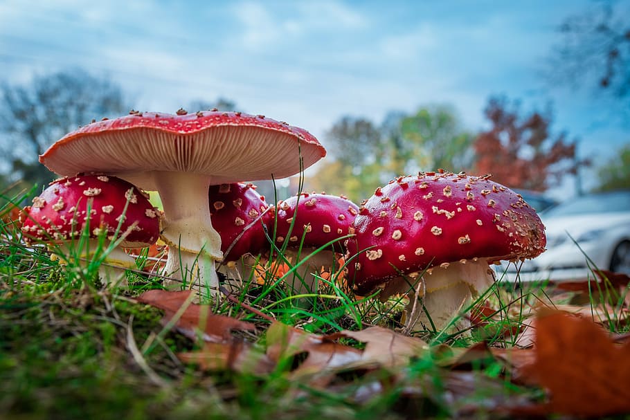 red mushroom, matryoshka, red fly agaric mushroom, mushrooms, HD wallpaper