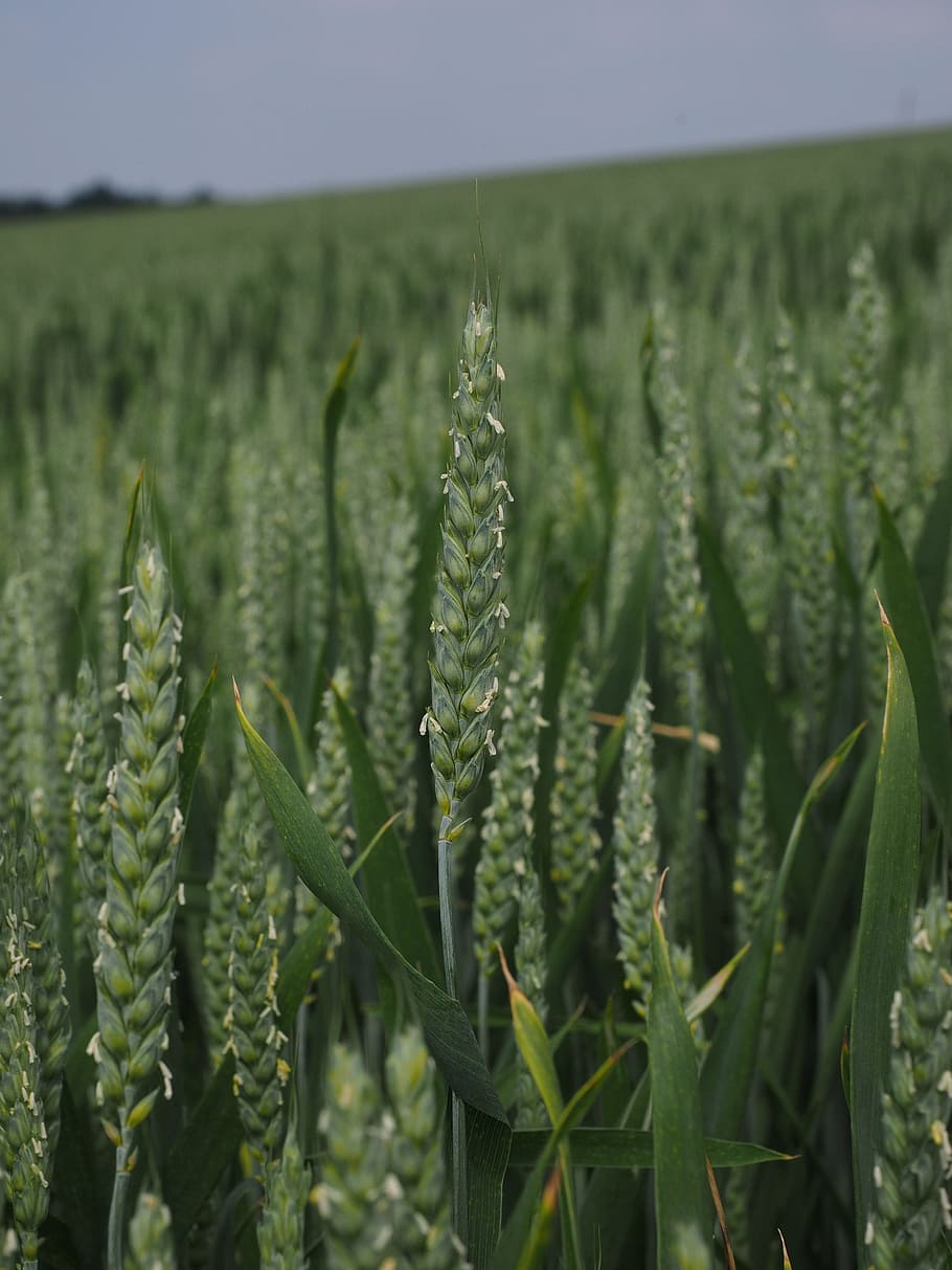 Wheat Field, Spike, wheat spike, cornfield, cereals, summer HD wallpaper
