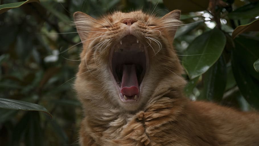 orange tabby cat yawning, Funny, Animal, White, Pet, cute, feline, HD wallpaper