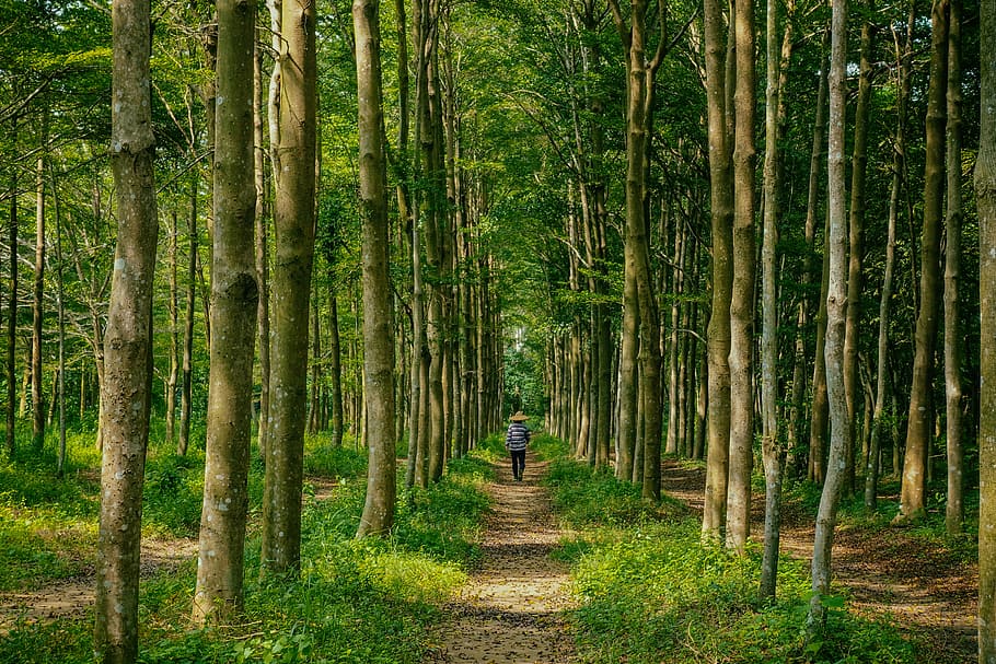 person walking on pathway inside the forest, person walking on pathway in the middle of the forest HD wallpaper