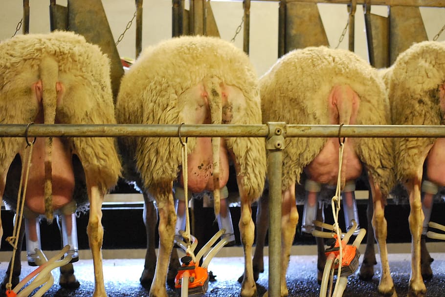 sheep, milk, sheep barn, animal, animal themes, domestic animals HD wallpaper
