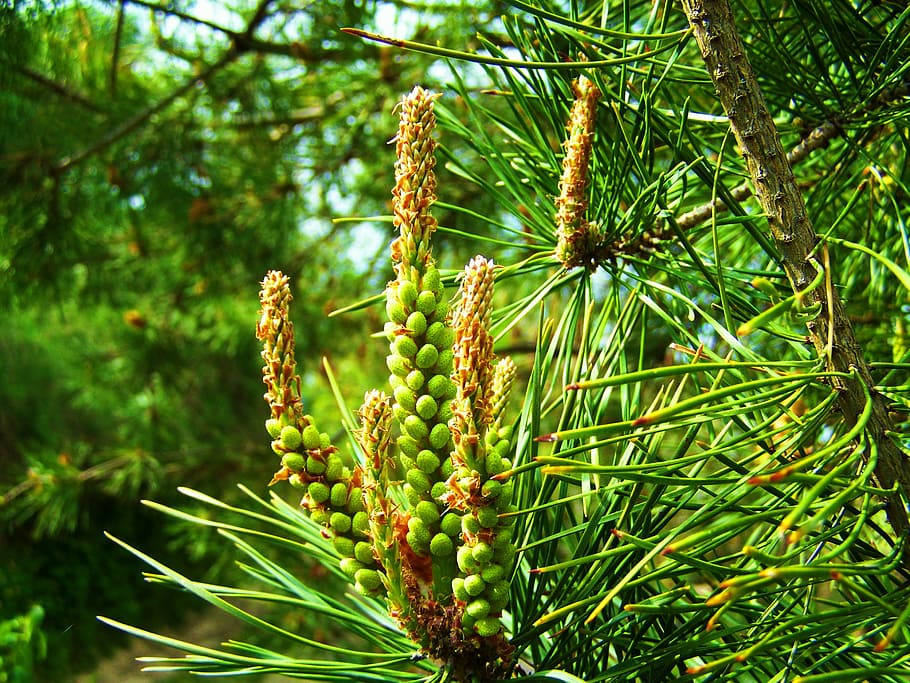 pine, new drive, spring, growth, plant, green color, tree, nature HD wallpaper