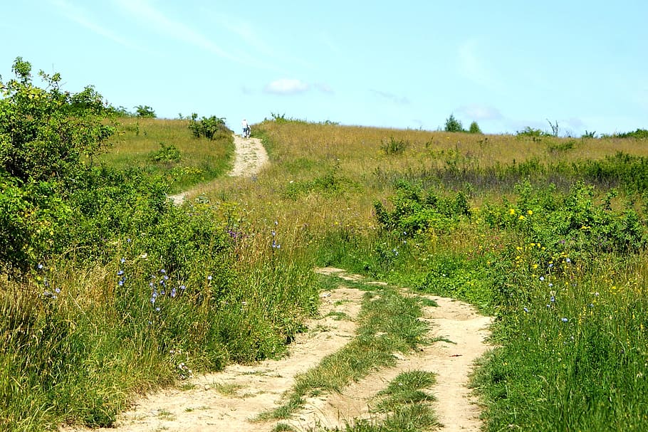 Path, Meadow, Way, Grass, Nature, the path, green, the bushes HD wallpaper