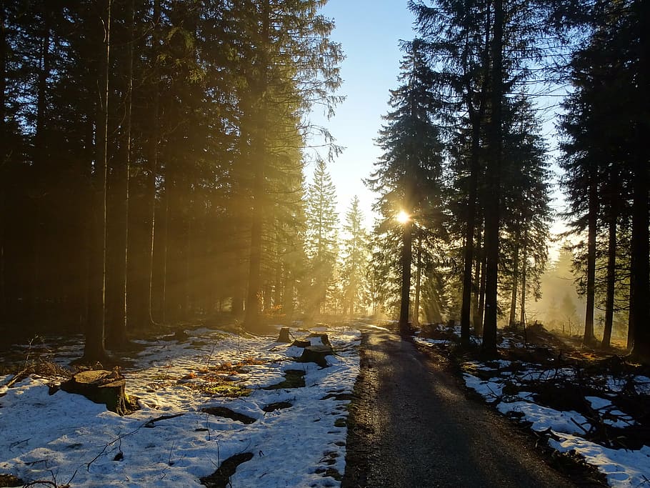 forest, nature, trees, mood, winter, fog, sun, morning, back light HD wallpaper