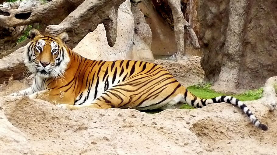 tiger lying on sand during daytime, bengal, captivity, hybrid, HD wallpaper