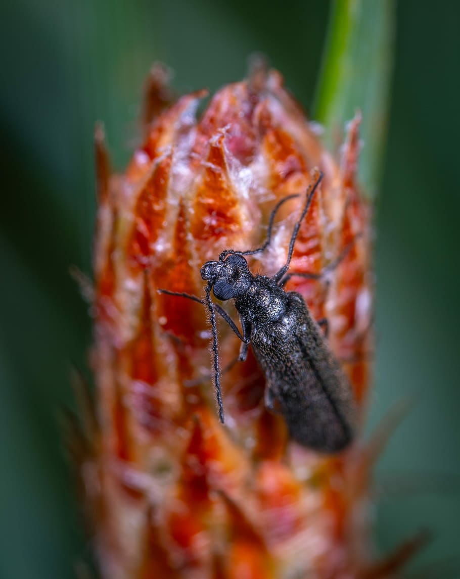 macro, beetle, close-up, selective focus, no people, animals in the wild HD wallpaper