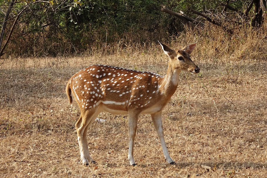 spotted deer, chital, doe, female, axis axis, wildlife, mammal, HD wallpaper