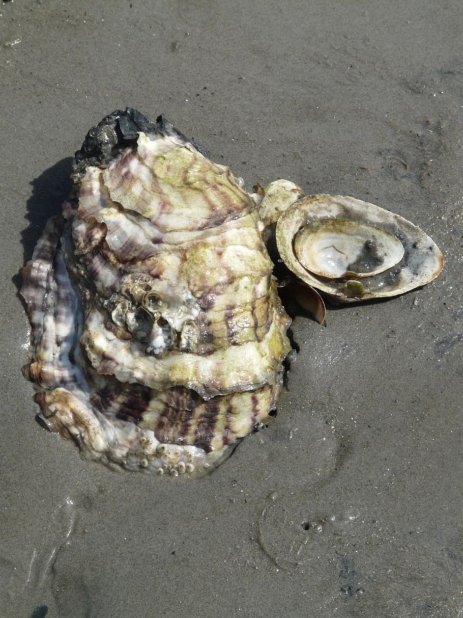 Pacific Oyster, Shell, crassostrea pacifica, crassostrea gigas, HD wallpaper