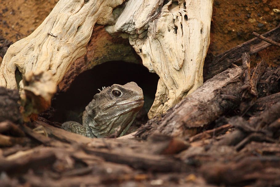animal, brown, creature, dragon, endangered, eye, iguana, lizard HD wallpaper