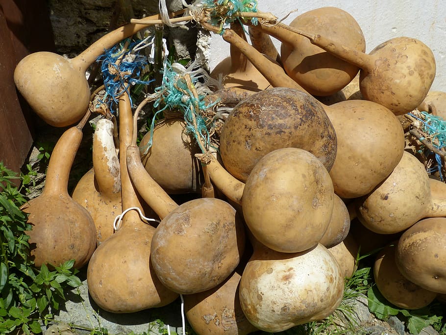 calabash, pumpkin art, cucurbitaceae, decorative squashes, bottle gourd, HD wallpaper