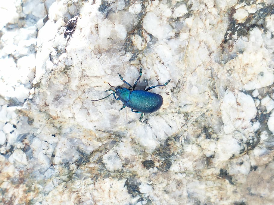 Beetle, Glazed, blue, glazed includes, leaf beetle, chrysomelidae, HD wallpaper