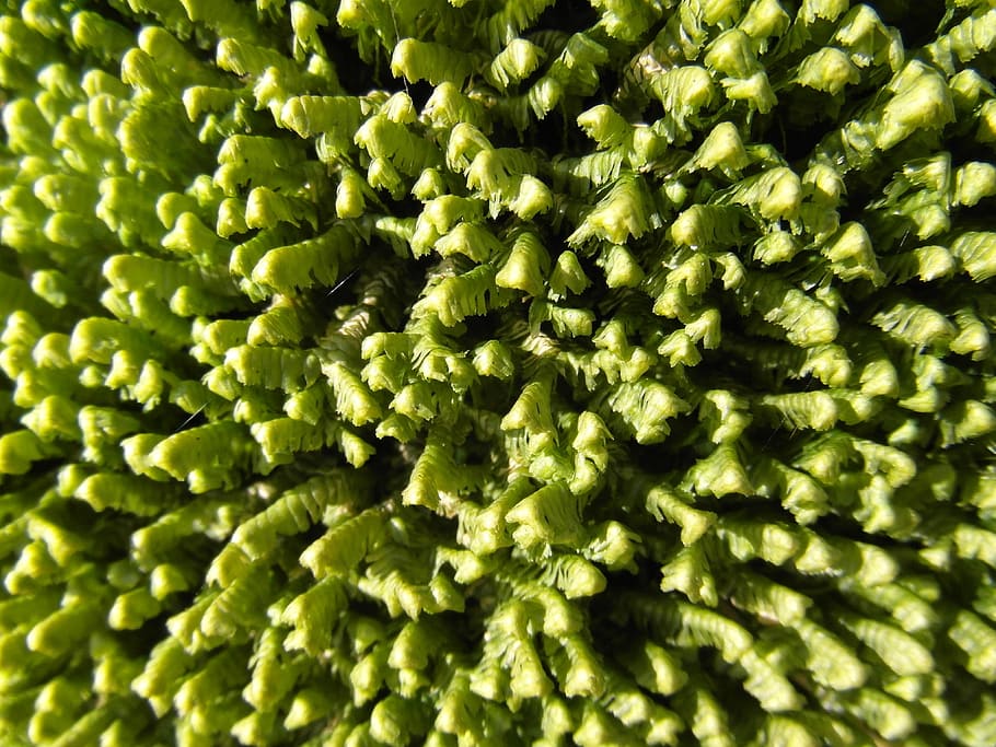 moss, green, forest, winter, background, texture, structure HD wallpaper
