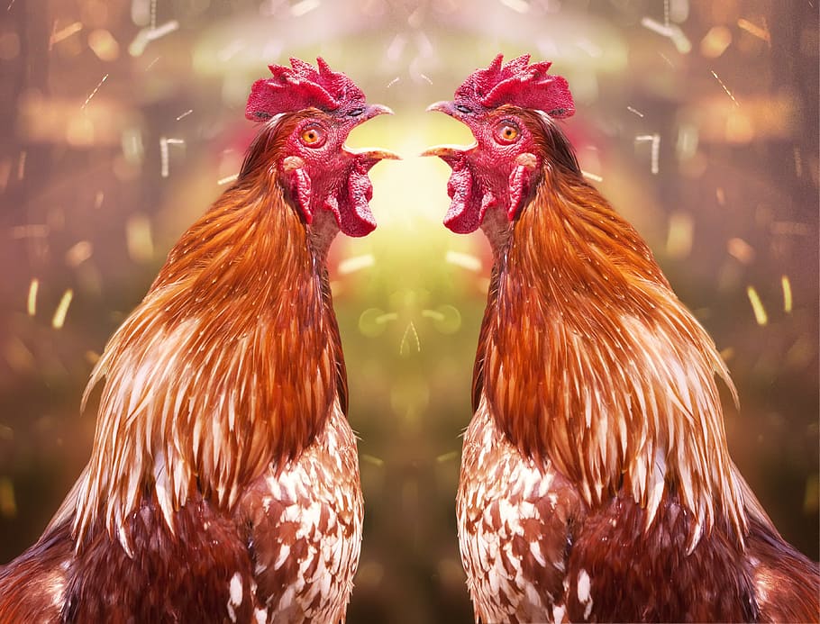 Haan, Mirror Image, Property, them, chickens, chicken - bird HD wallpaper