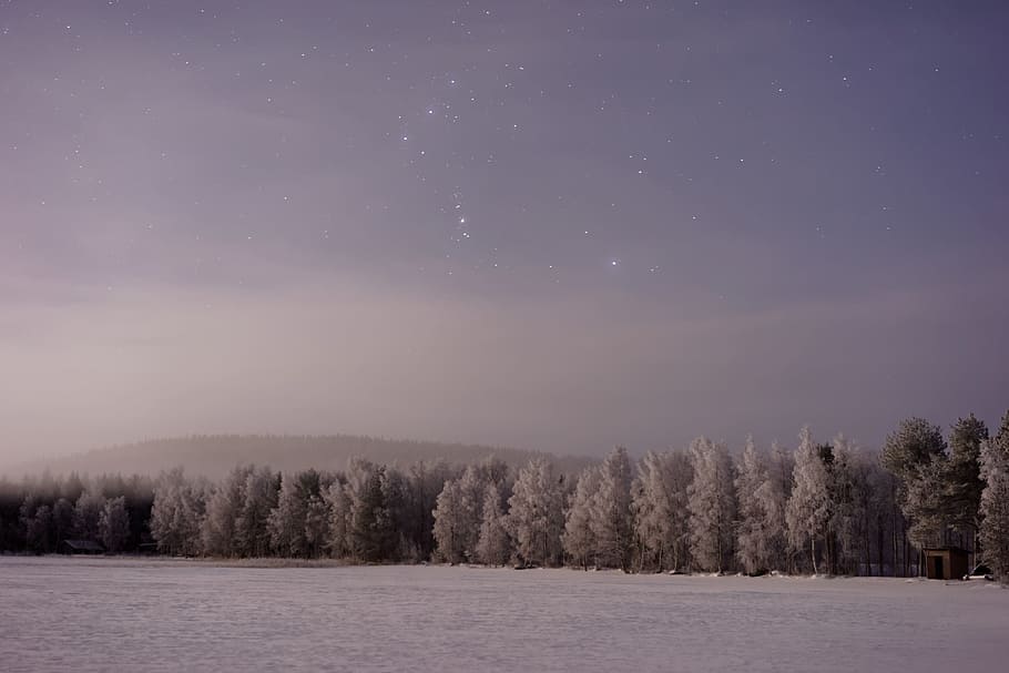 snow covered field with tress during night time, field of trees near mountain HD wallpaper