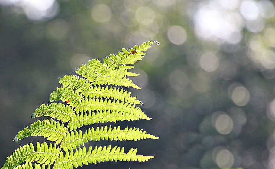 green fern plant during daytime, forest, nature, forest plant HD wallpaper