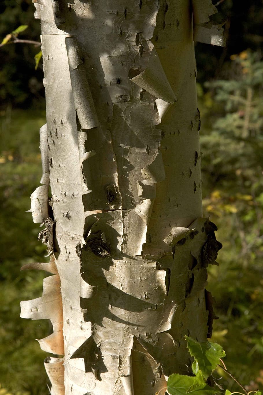 tree, birch, trees, plants, flora, focus on foreground, close-up HD wallpaper
