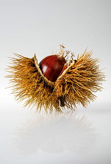 red onion on hays, closeup photo of beige spiky fruit, chestnut HD wallpaper