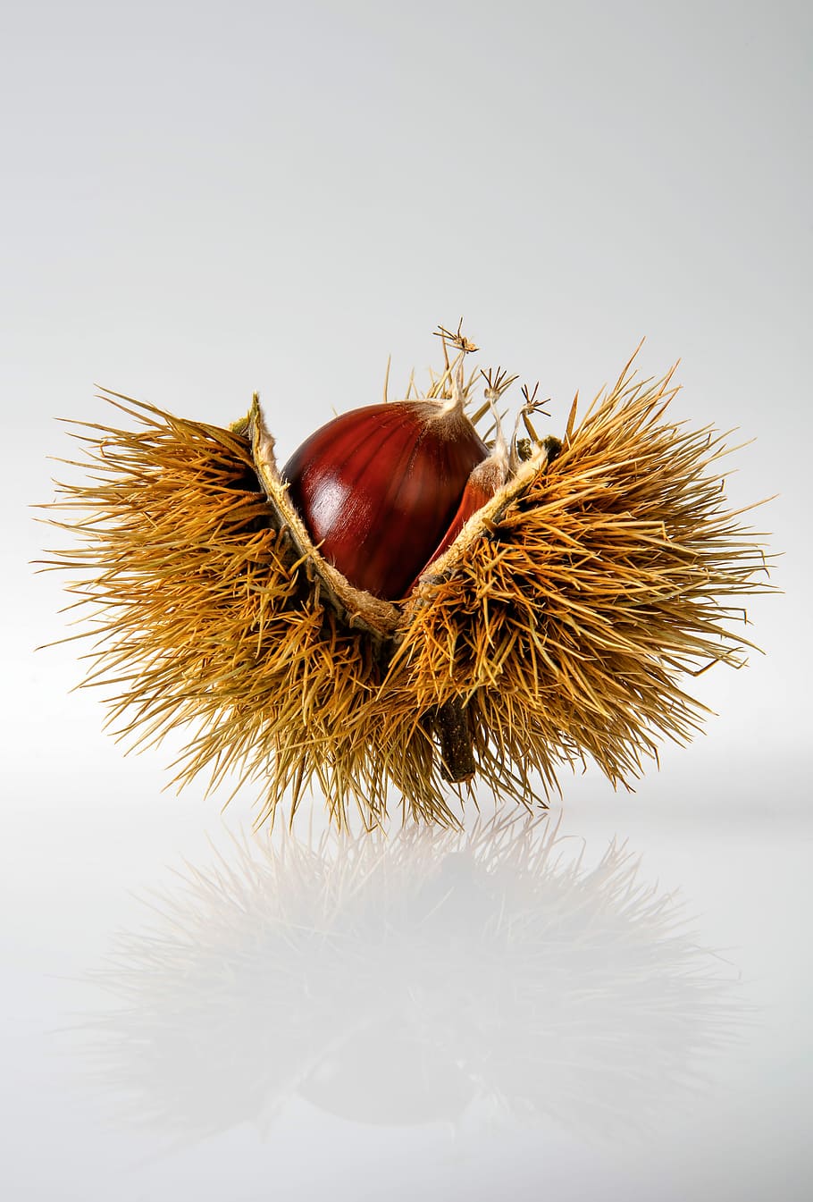red onion on hays, closeup photo of beige spiky fruit, chestnut HD wallpaper