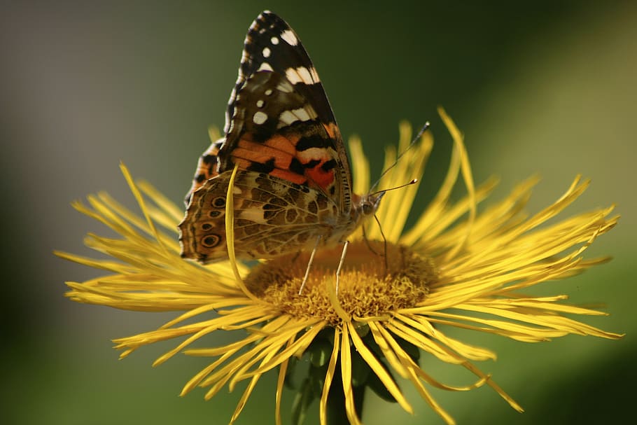 butterfly, jo boonstra, groningen, animal themes, one animal HD wallpaper