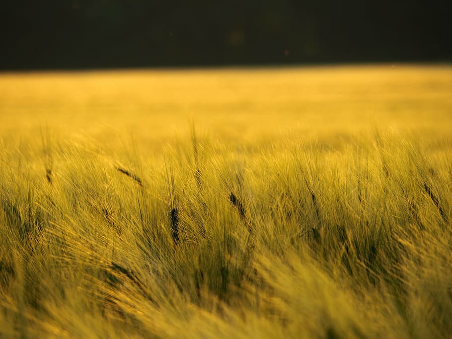 field, nature, summer, sunset, wheat, wheat field, wheat grass HD wallpaper