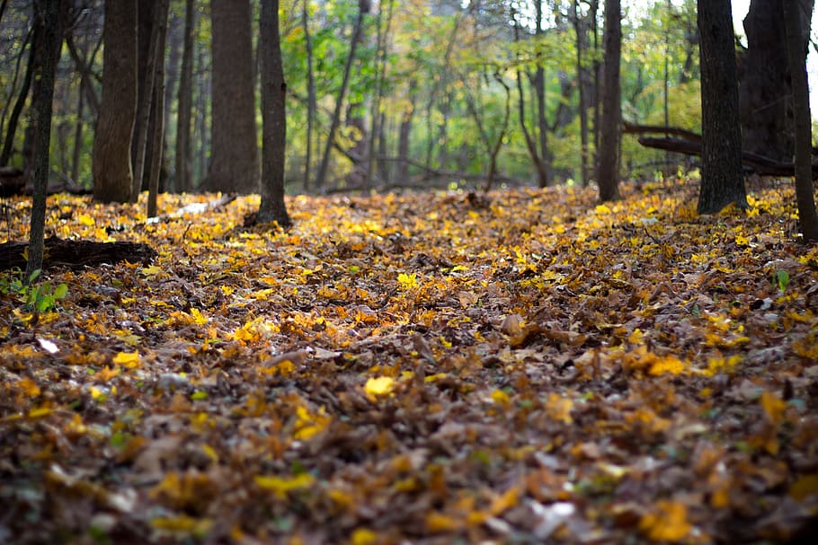 woods, forest, green, trees, travel, adventure, camping, autumn HD wallpaper