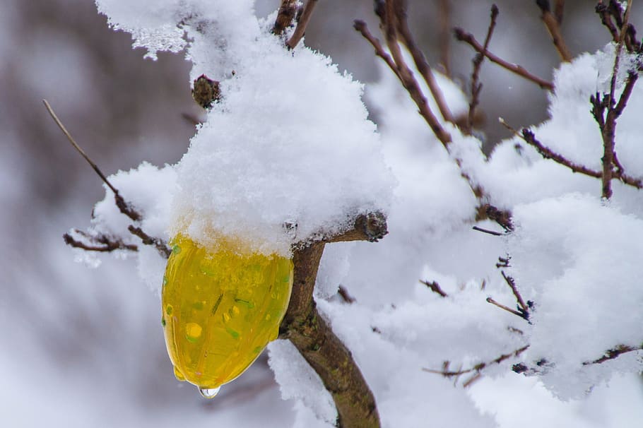 easter, egg, easter eggs, decoration, colorful eggs, snow, cold temperature HD wallpaper