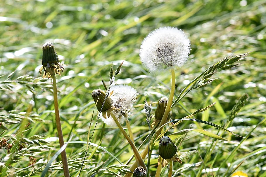 Meadow, Dandelion, Spring, pointed flower, white, grass, blossom HD wallpaper