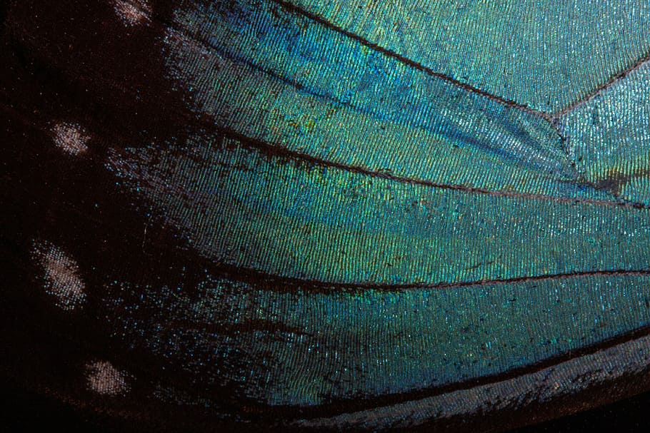 teal textile, butterfly, exotic, south america, amazon, iridescent