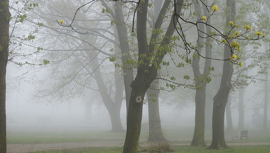 Landscape, View, Nature, Park, Plants, tree, the fog, hazy HD wallpaper