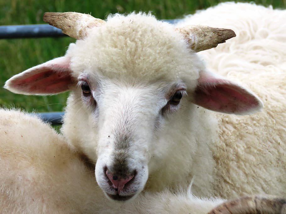 Sheep, Lamb, Wool, schäfchen, young animals, portrait, animal portrait HD wallpaper