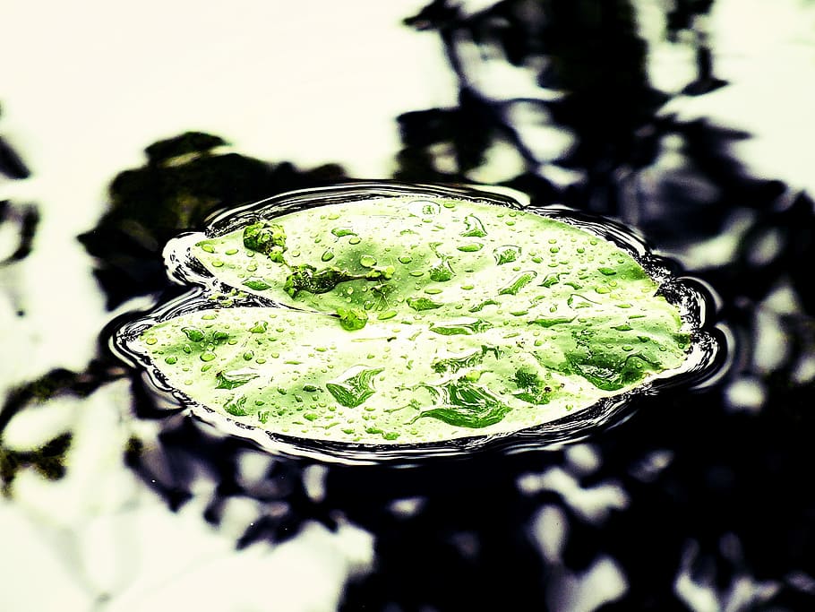 Sheet, Water, Rest, Relax, Nature, Pure, calm walking, water lily HD wallpaper