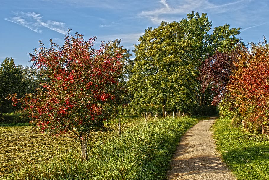 hiking, trail, spring, landscape, promenade, plant, growth HD wallpaper