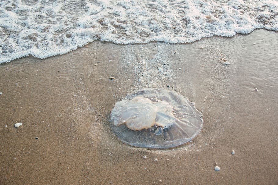 sea, nature, beach, sand, animal, bay, bubbles, close-up, coast HD wallpaper