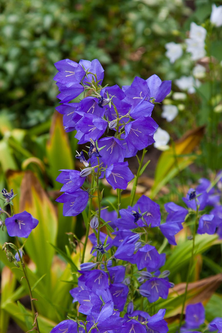 flowers, forest, summer, flowering plant, vulnerability, fragility HD wallpaper