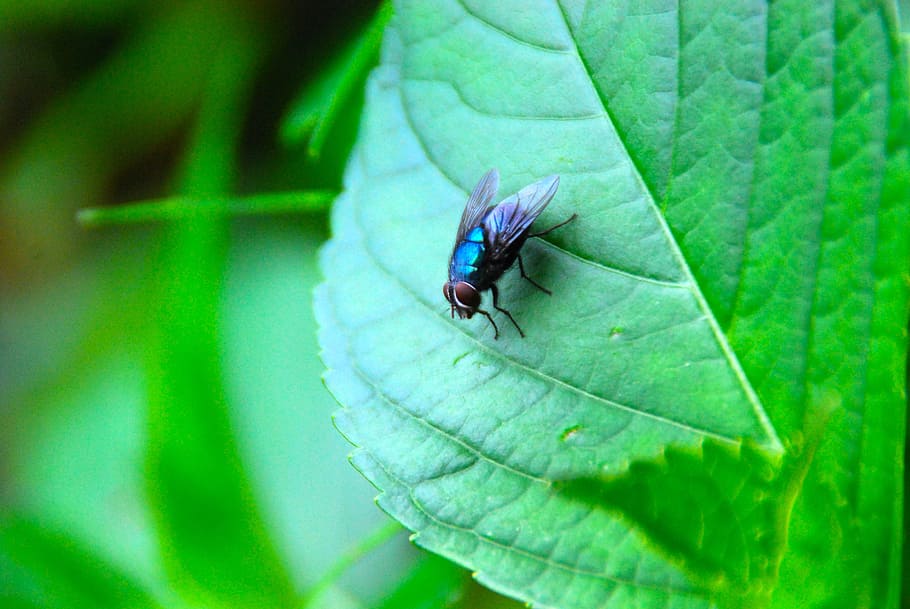 fly, insect, bug, nature, animal, wing, blue, green, animal wildlife HD wallpaper