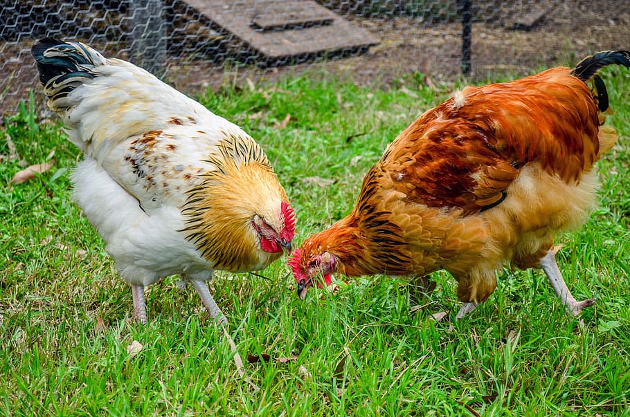 rooster and hen on grass, chicken, feather, bird, farm, poultry HD wallpaper