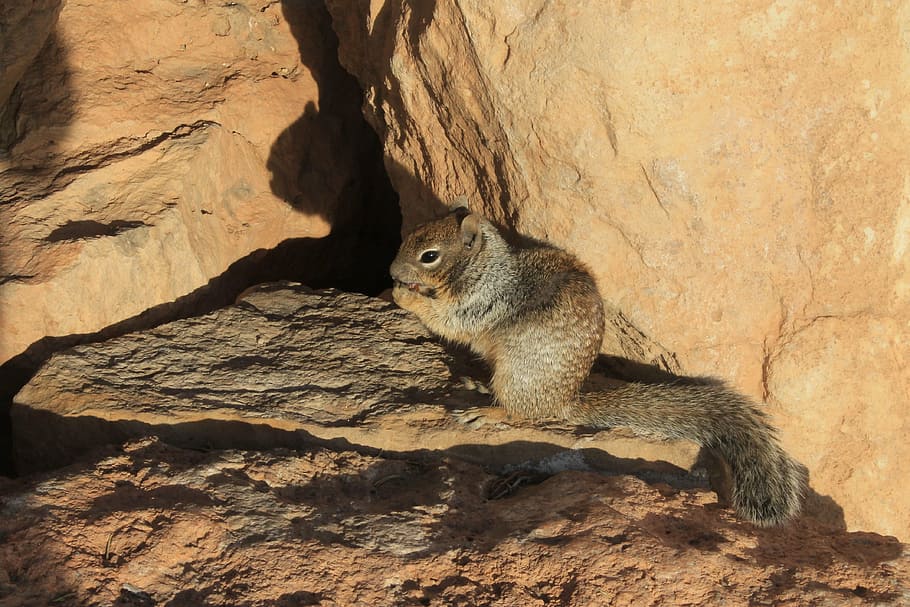 squirrel, rock, food, animal, animal themes, mammal, animal wildlife HD wallpaper