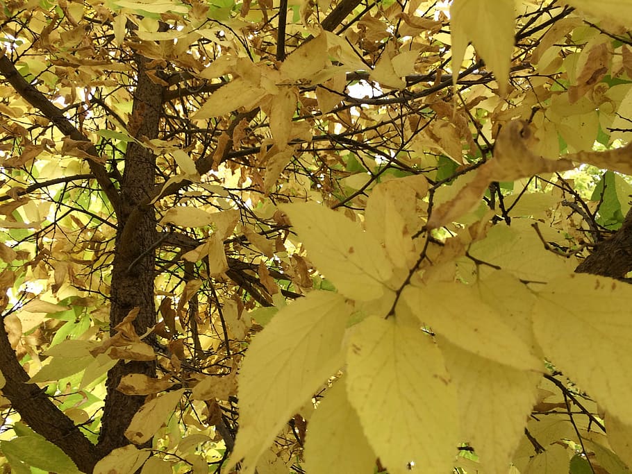tree, autumn, nature, plant, leaf, plant part, growth, branch HD wallpaper