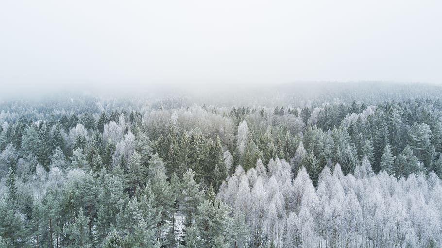 bird's eye view photography of pine trees during winter, aerial photography of white and green pine trees HD wallpaper