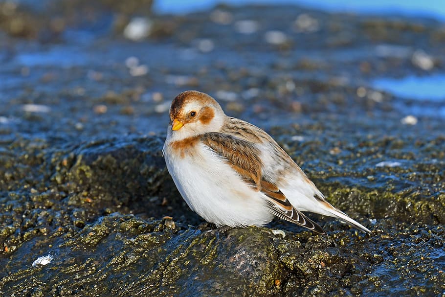 snow bunting, migratory bird, north sea, migratory birds, animal wildlife