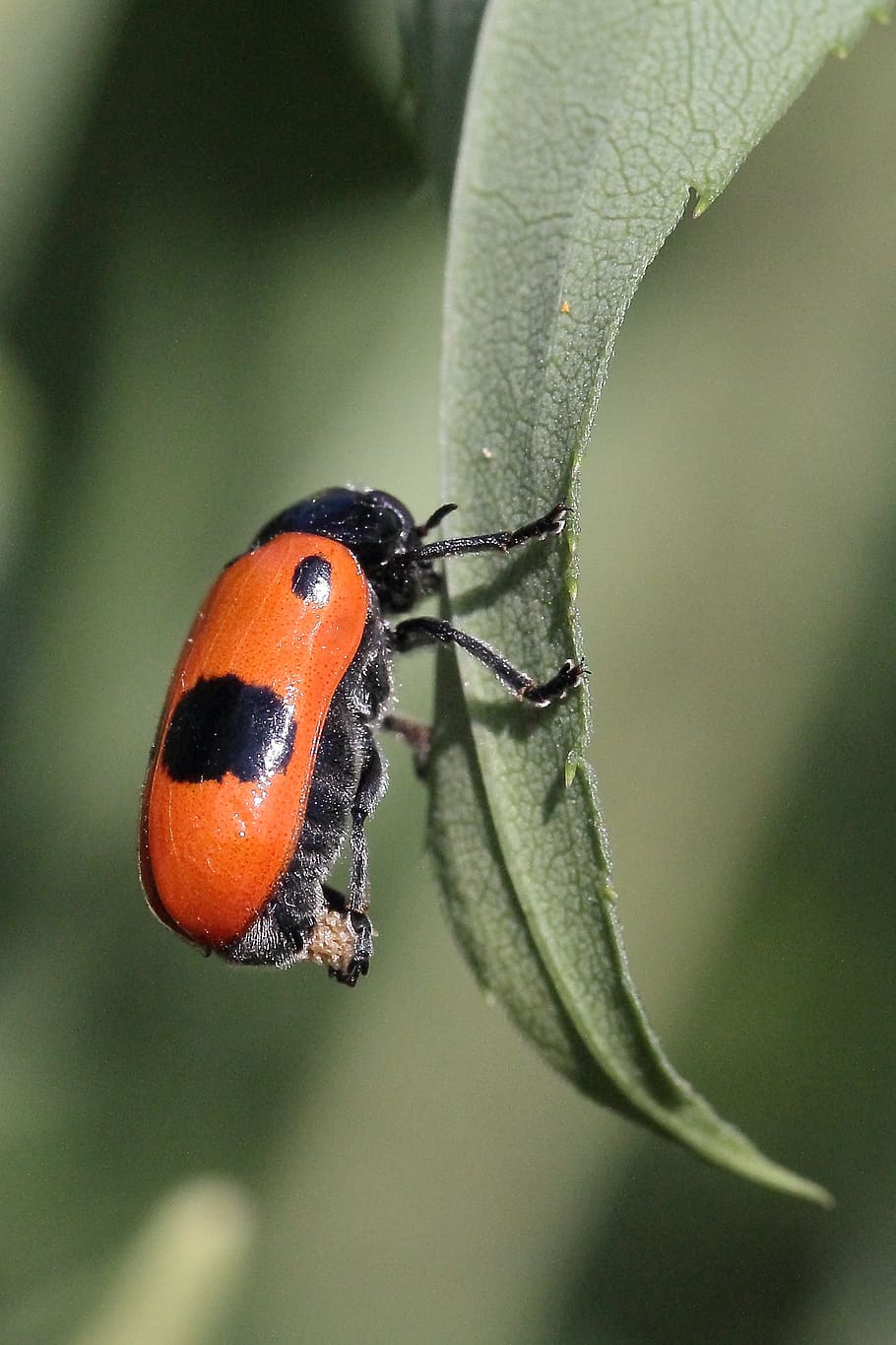 leaf, beetle, egg laying, insect, nature, close-up, animal HD wallpaper