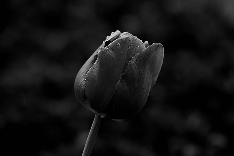 tulip, macro, schnittblume, close, plant, flower, blossom, bloom HD wallpaper