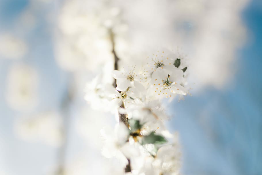 selective focus photography white petaled flower, selective focus photography of white cherry blossoms HD wallpaper