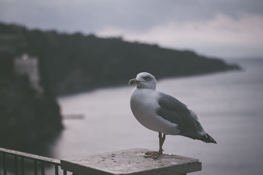 cliff, bird, seagull, retro, hipster, sky, island, italy, seabird HD wallpaper