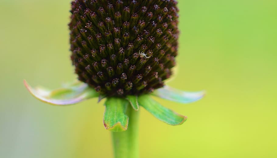 Flower, Nature, Spring, Natural, Summer, plant, floral, green HD wallpaper