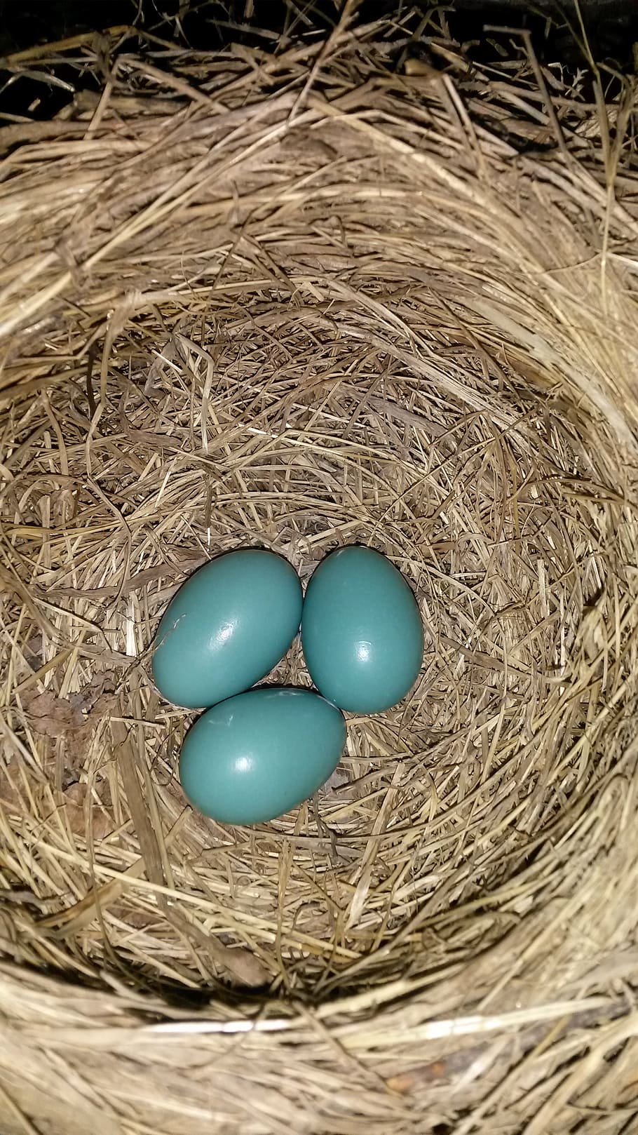 robin, eggs, nest, blue, springtime, no people, hay, animal nest HD wallpaper
