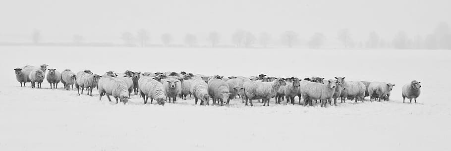 herd of sheep, winter, snow, animals, cold, season, nature, white, HD wallpaper