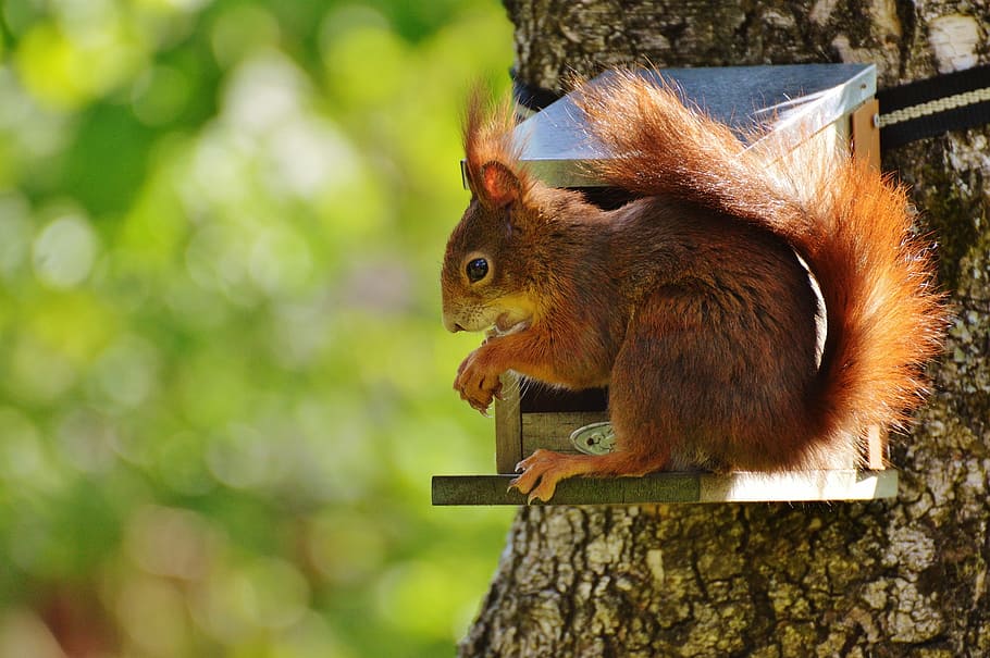 squirrel on top of the tree, nager, cute, nature, rodent, climb HD wallpaper